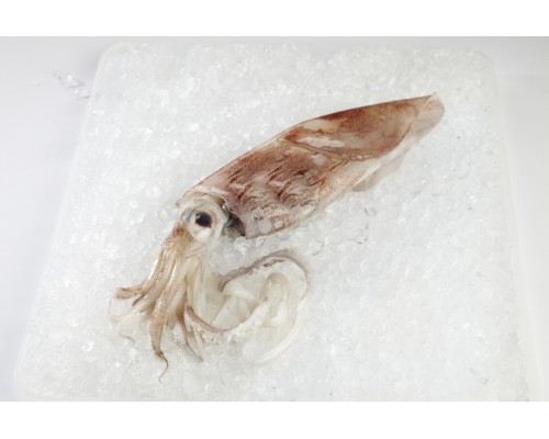 Squid